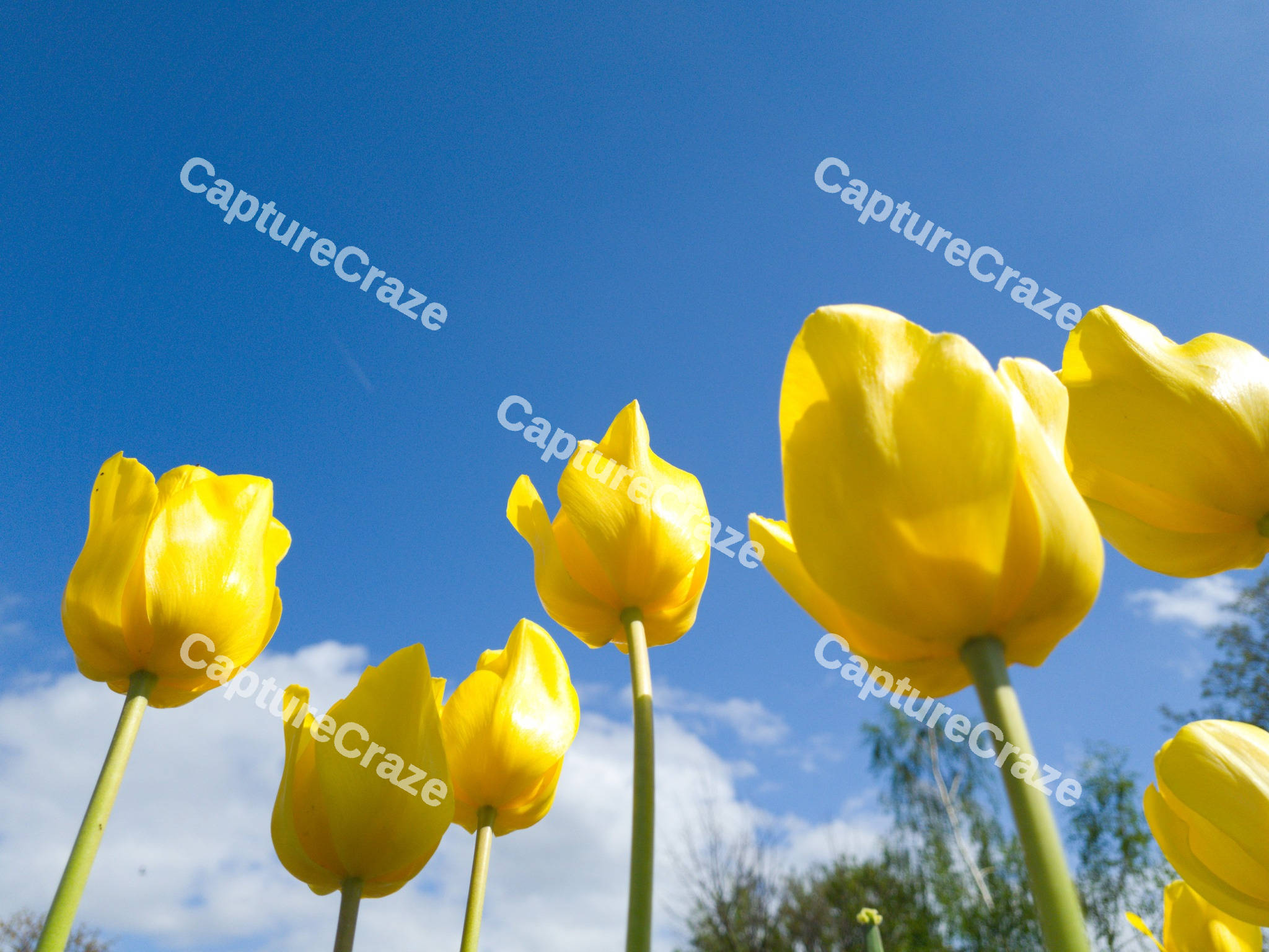 Yellow tulips